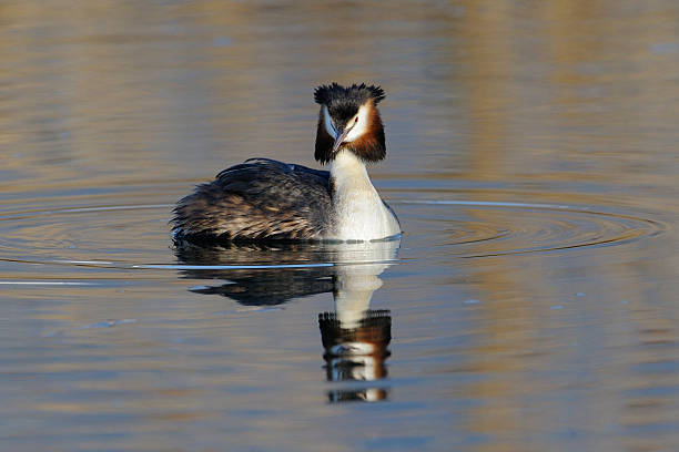 Great Crested Grebe Great Crested Grebe in water. great crested grebe stock pictures, royalty-free photos & images