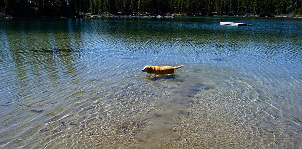 Waldo Lake Golden Lab Central Oregon's Cascade Range. willamette national forest stock pictures, royalty-free photos & images