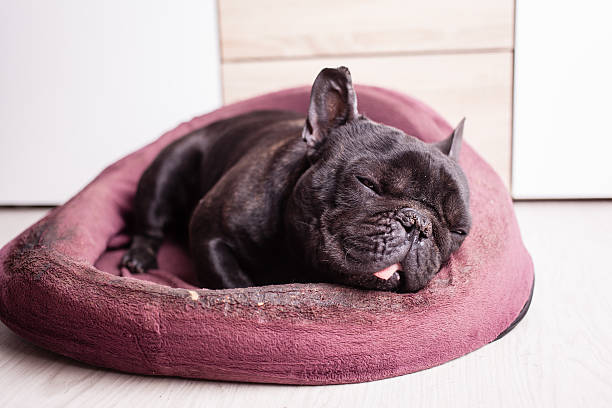 istock tired french bulldog 472562820