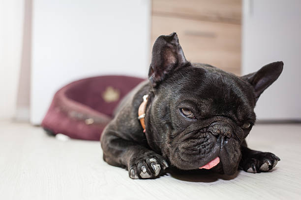 istock tired french bulldog 472562838