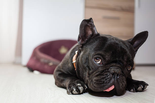 istock tired french bulldog 472562846