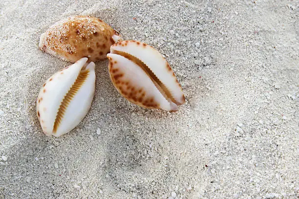 Exotic Cowrie Shells in the Sand on a Maldivian Beach 