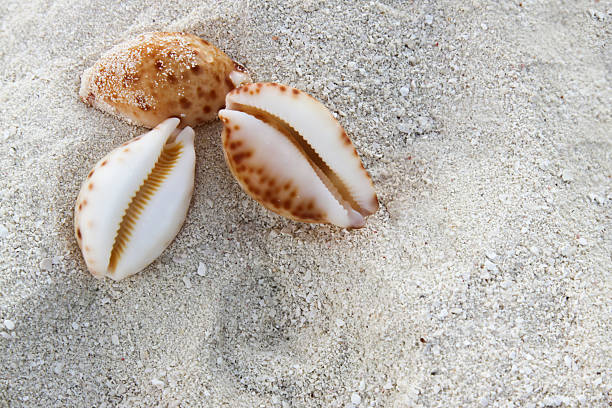 exótico cowrie conchas na praia - shell sea souvenir island imagens e fotografias de stock