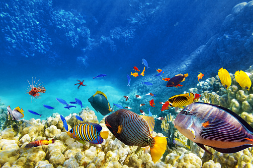 Mundo submarino con corales y peces tropicales. photo