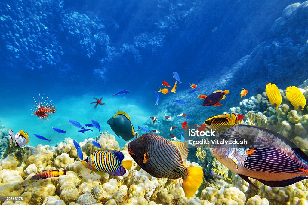 Underwater world with corals and tropical fish. Wonderful and beautiful underwater world with corals and tropical fish. Sea Stock Photo