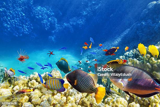 Underwater World With Corals And Tropical Fish Stock Photo - Download Image Now - Fish, Sea, Reef