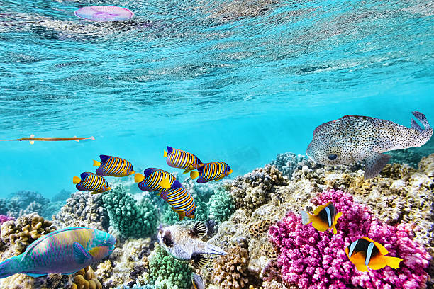 istock Underwater world with corals and tropical fish. 472563498