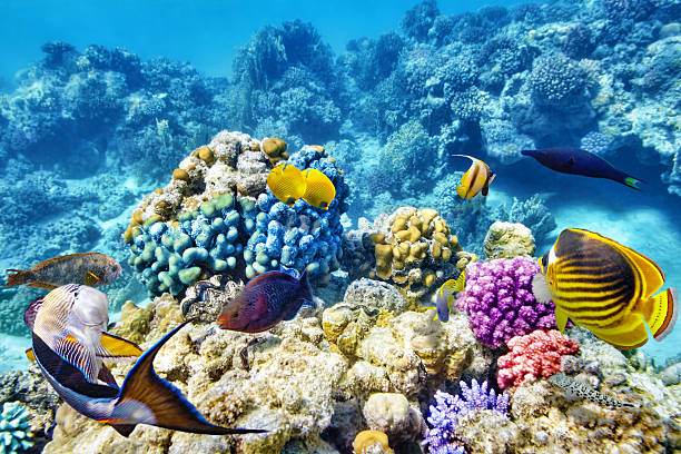 istock Underwater world with corals and tropical fish. 472563518