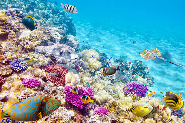 istock Underwater world with corals and tropical fish. 472563546