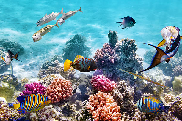 istock Underwater world with corals and tropical fish. 472563562