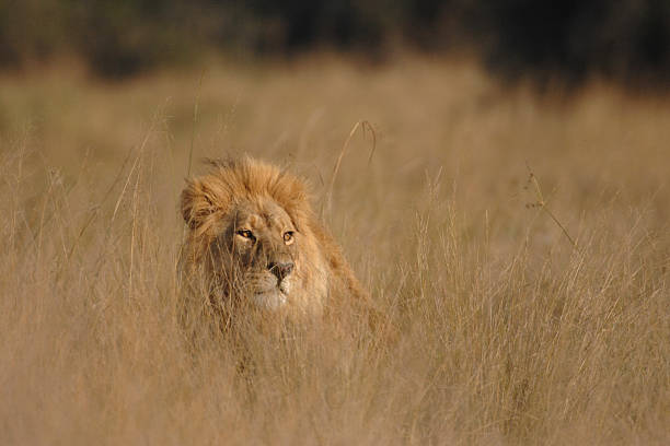 istock Male Lion hiding in long grass 472566118