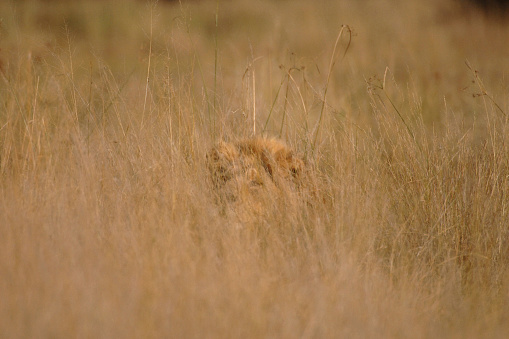 Male Lion looking directly at viewer, hiding in long grass, Okavango Delta, Botswana, Africa