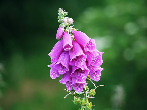 30 Purple Foxgloves In Hedgerow Stock Photos Pictures Royalty Free 30-purple-foxgloves-in-hedgerow-stock-photos-pictures-royalty-free