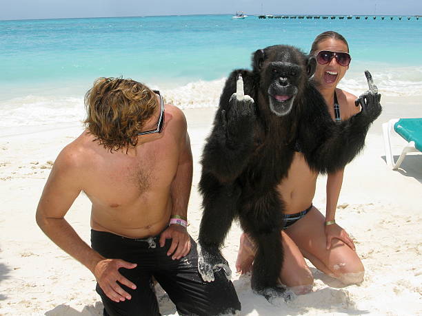 Chimpanzee Flipping Off the Camera in Cancun stock photo