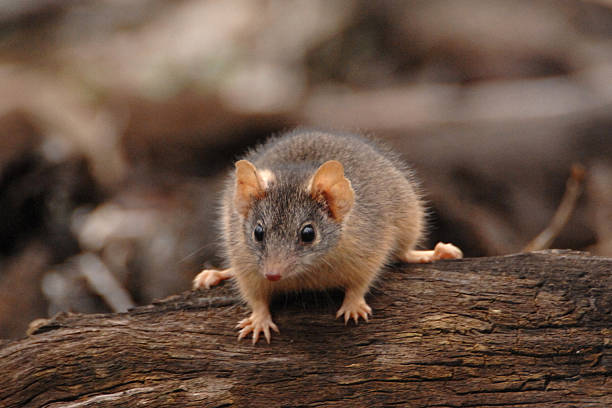 istock Yellow-footed antechinus, Antechinus flavipes, male 472572910