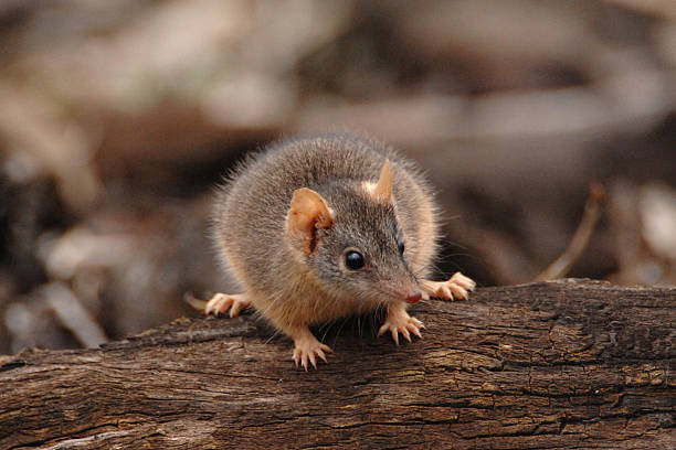 黄色、左足用 antechinus antechinus flavipes 、雄 - footed ストックフォトと画像