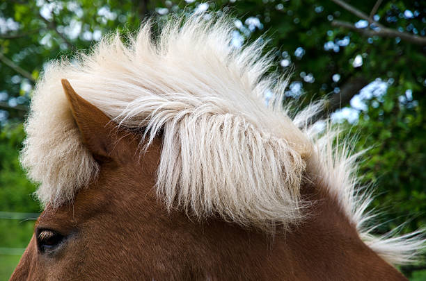 koń fryzura - ponny zdjęcia i obrazy z banku zdjęć
