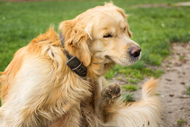 adulte golden retriever se gratter puces - dog scratching flea dog flea photos et images de collection