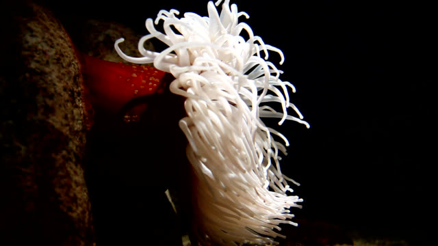 Sea Anemone on Rock Reef