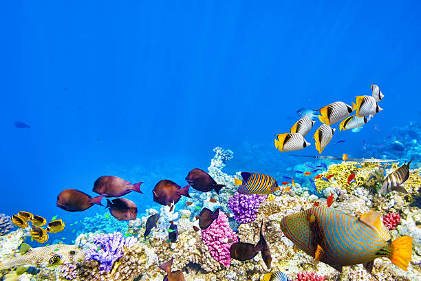 Underwater world with corals and tropical fish. Wonderful and beautiful underwater world with corals and tropical fish. trimma okinawae stock pictures, royalty-free photos & images