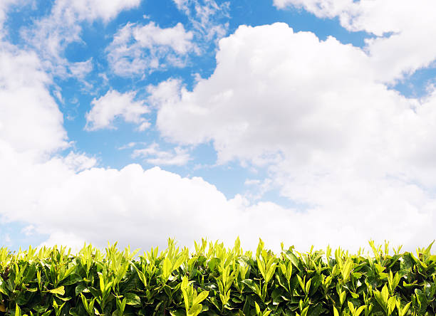 istock Evergreen bay tree hedge  against a beautiful cloudscape 472576686