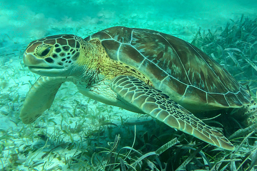 A Hawksbill Sea Turtle on the bottom feeding on sea grass.