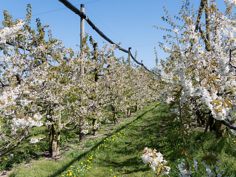 It is spring and on the cherry trees the cherry flowers blossom in full splendour. The cherry trees are used agriculturally. About the cherry trees a hail protection is to be recognised.