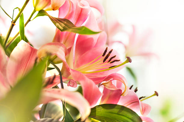 Lily Closeup spring fresh pink stock photo