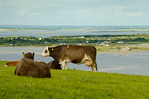 istock View from the Burren in Ireland 472581396