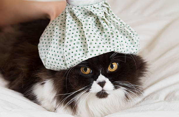Black and white cat with patterned water bottle on its head