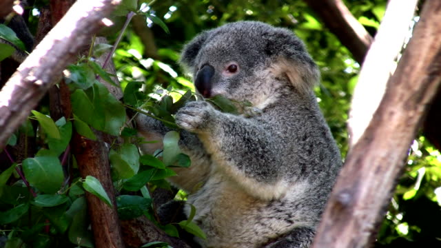 Koala feeding on eucalyptus foliage