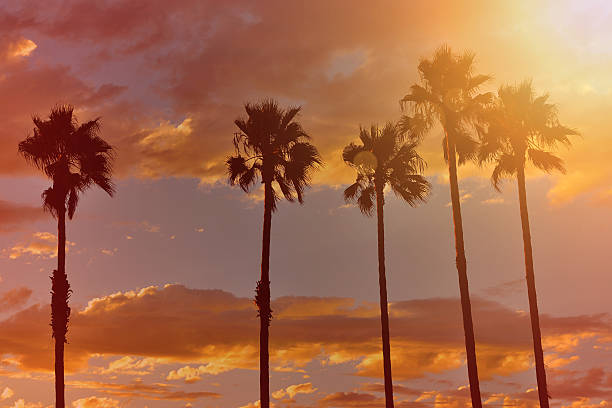 Sun shining on palm trees Sun shining on palm trees in California. sunset strip stock pictures, royalty-free photos & images