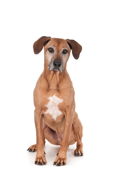 istock Old Rhodesian Ridgeback dog. Sitting. Isolated on white 472584578