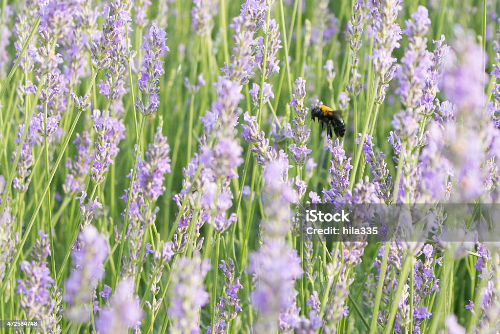 Abeille menuisière et à la lavande - Photo de 2015 libre de droits