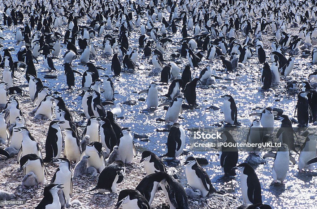 Pingwiny - Zbiór zdjęć royalty-free (Antarktyda)