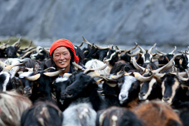 Dho Tarap, Nepal - September 8, 2011: Tibetan woman milking a goat in the Nepal Himalaya.