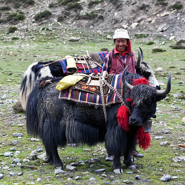 Shey, Nepal - September 4, 2011: Tibetan nomad with yaks working at Shey Gompa.