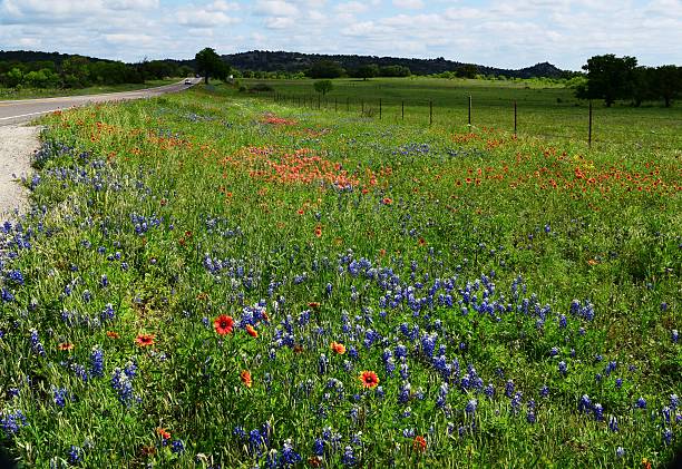 istock Texas Road and Wildflowers 472587624