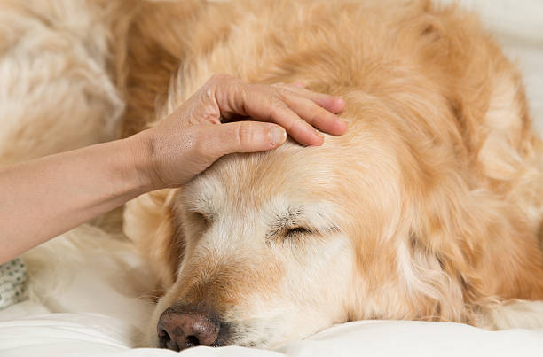 istock Golden Retriever dog cold 472588918