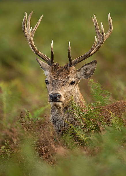 istock Close-up of a young red deer 472591924