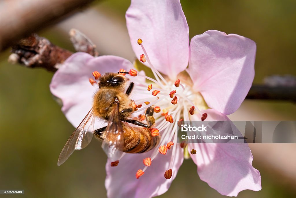 Beautiful flowering Japanese cherry - Sakura. bee and flower for adv or others purpose use 2015 Stock Photo