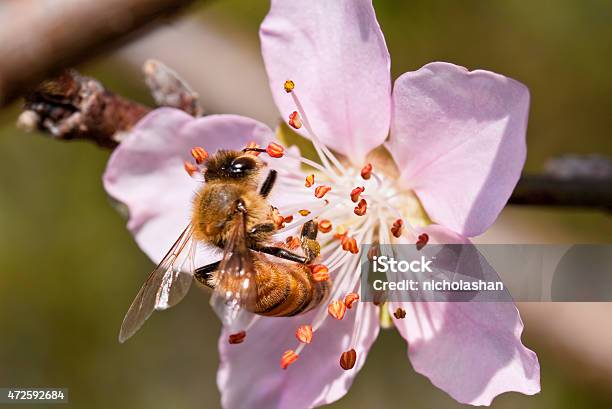 Beautiful Flowering Japanese Cherry Sakura Stock Photo - Download Image Now - 2015, Affectionate, April