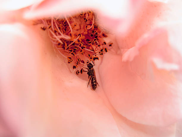 abelha e flor  - rape flower - fotografias e filmes do acervo