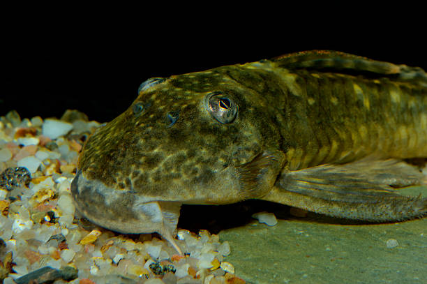 Suckermouth catfish Detailed portrait of suckermouth catfish. wels catfish stock pictures, royalty-free photos & images