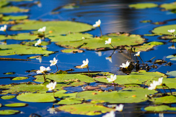 istock Flowers and Lily pads 472593152