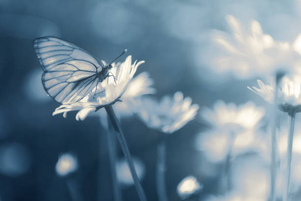 Butterfly on camomile in moonlight it is removed by monocle.