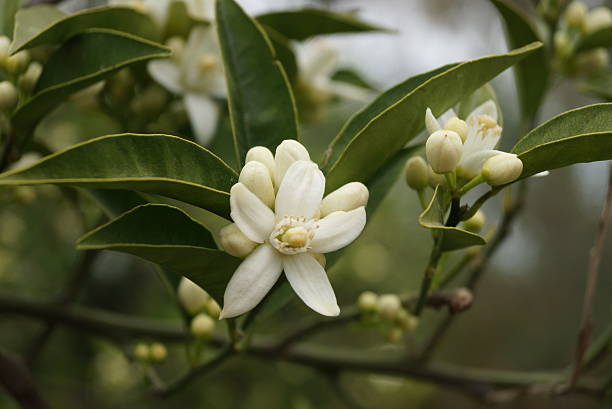 flowers of orange tree