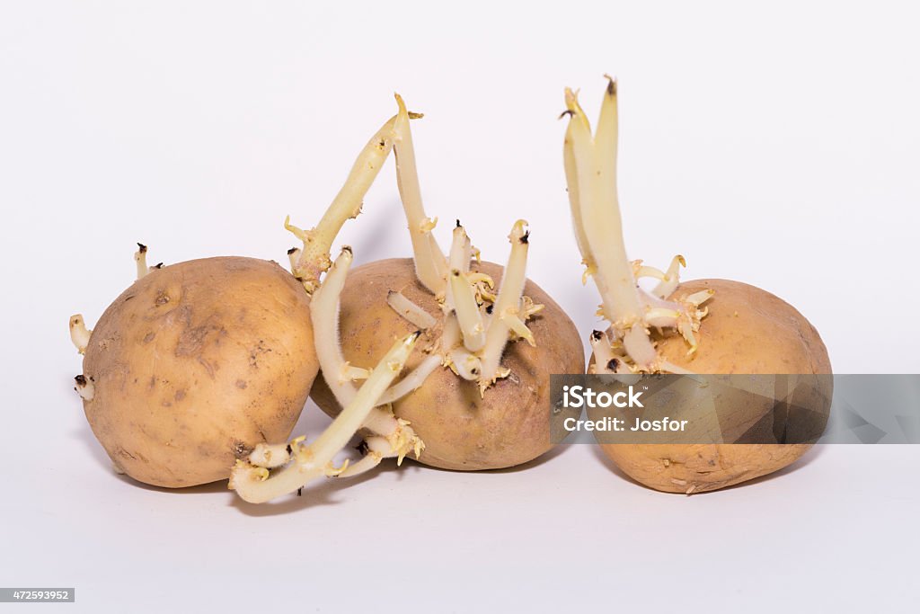 Potatoes. Potatoes freshly picked. 2015 Stock Photo