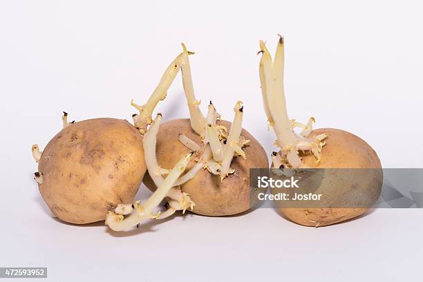 Potatoes Stock Photo - Download Image Now - 2015, Agricultural Field, Agriculture