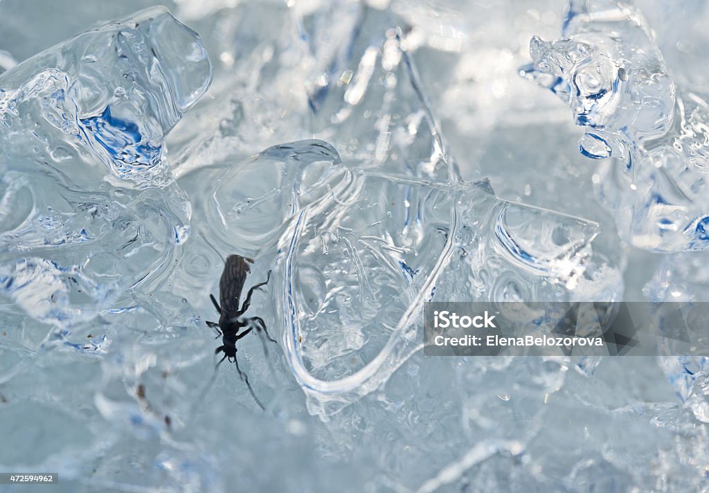 Macro shot of insect awakening from winter hibernation. Caddis fly worm crawls out from under ice in spring. 2015 Stock Photo
